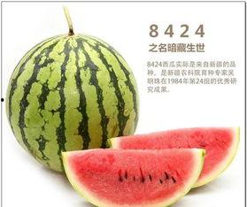 三叶草吃瓜说娱乐,娱乐圈幕后趣闻大揭秘