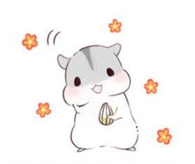 小仓鼠漫画,萌宠日常，欢乐满溢